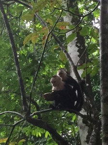 Even monkeys have iPads now!