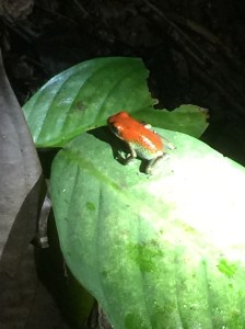 Poison dart frog