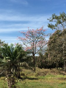 Scenery on the drive from Samara