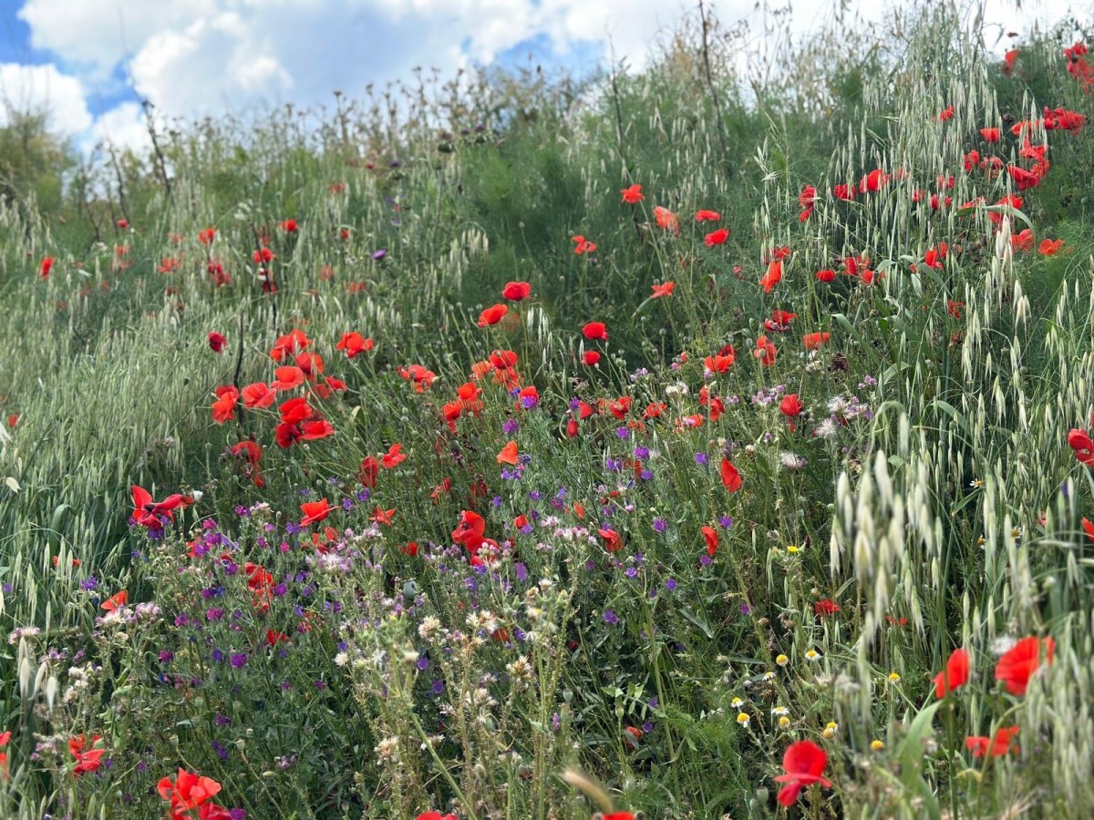 Spain La Mancha – Tilting at&nbsp;windmills&nbsp;